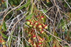 Clerodendrum floribundum