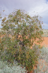 Clerodendrum floribundum