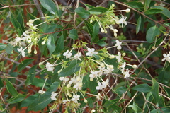 Clerodendrum floribundum