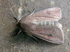 Mythimna convecta