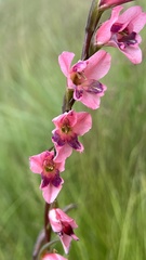 Gladiolus crassifolius
