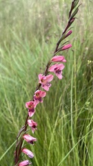 Gladiolus crassifolius