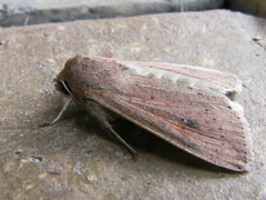 Mythimna convecta