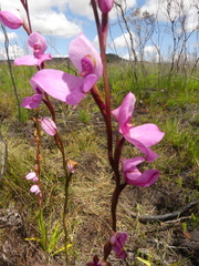 Disa racemosa