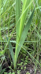 Gladiolus crassifolius
