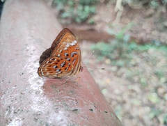 Taxila haquinus