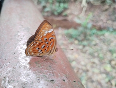 Taxila haquinus