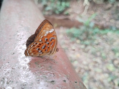 Taxila haquinus