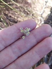 Gnaphalieae