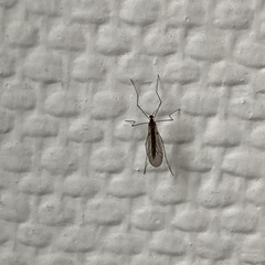 Trichocera annulata