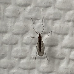Trichocera annulata