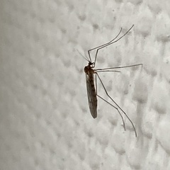 Trichocera annulata
