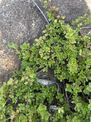 Myrothamnus flabellifolius