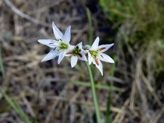 Nothoscordum