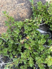 Myrothamnus flabellifolius