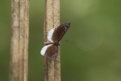 Adelotypa aristus