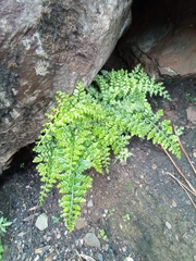 Asplenium billotii