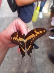 Heraclides thoas