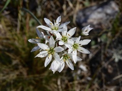 Nothoscordum