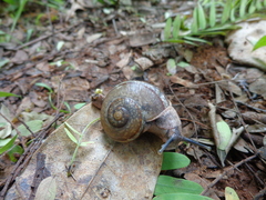 Ariophanta exilis