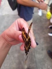 Heraclides thoas