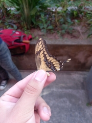 Heraclides thoas