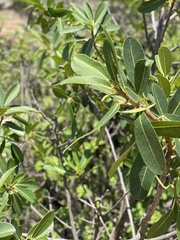 Ficus burkei