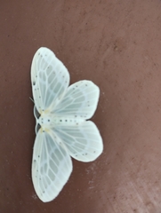 Genusa destituta