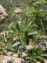 Ficus burkei