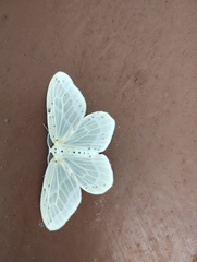 Genusa destituta