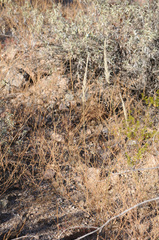 Enneapogon cenchroides