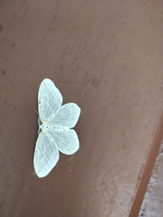 Genusa destituta