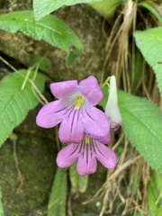 Streptocarpus roseoalbus