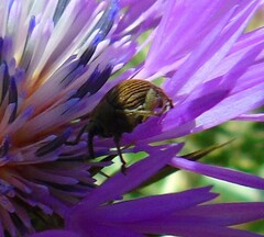 Mononychus punctumalbum