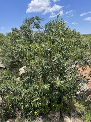 Ficus burkei