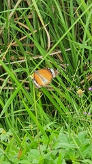 Danaus chrysippus chrysippus