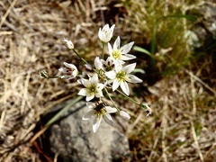 Nothoscordum