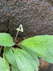 Streptocarpus roseoalbus