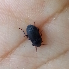Tenebrioninae