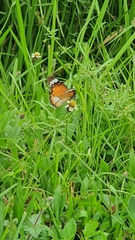 Danaus chrysippus chrysippus