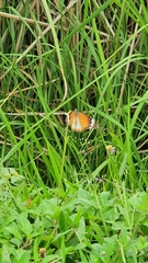 Danaus chrysippus chrysippus