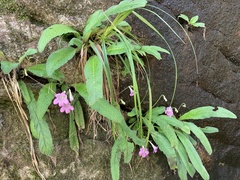 Streptocarpus roseoalbus