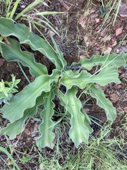 Merwilla plumbea