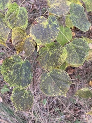 Tilia cordata