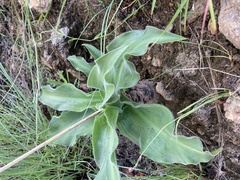 Merwilla plumbea
