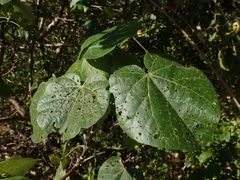 Nisotra