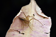 Oxyopes