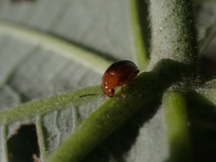 Nisotra