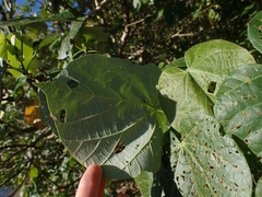 Nisotra