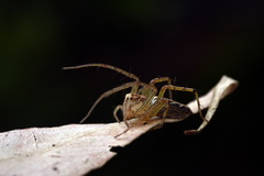 Oxyopes
